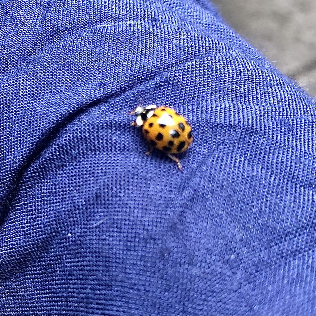 Ladybird by sleepingexplorer