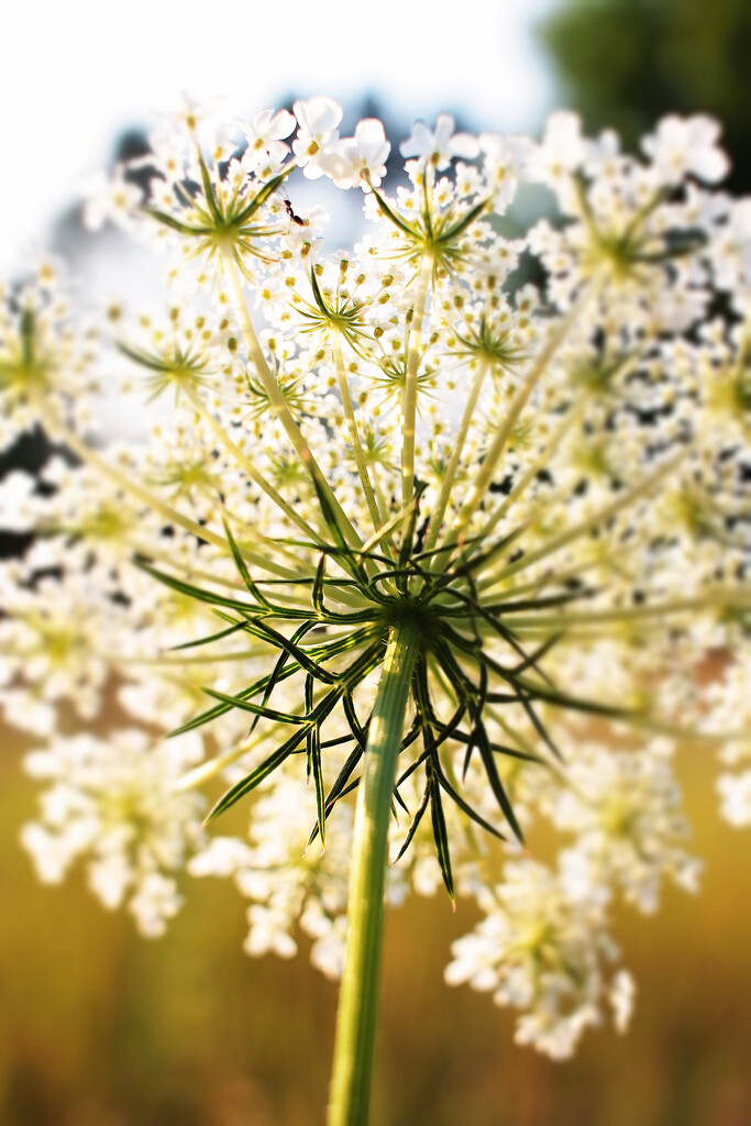 Golden Hour Flower Power by juliedduncan