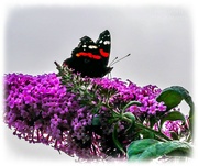 12th Aug 2024 - Red Admiral Butterfly