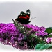 Red Admiral Butterfly by carolmw