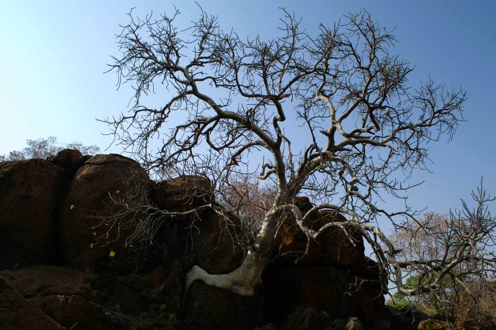 Tree in Rock by mdry