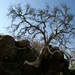 Tree in Rock by mdry