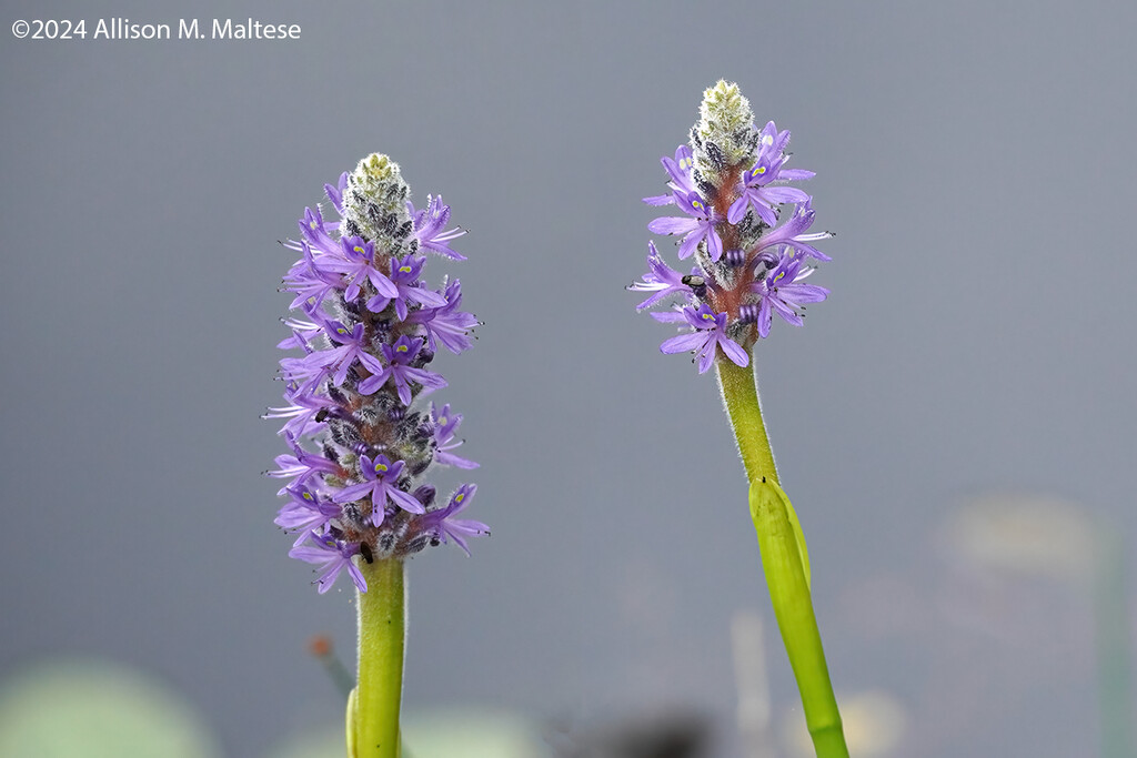 Pickerelweed by falcon11