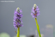 12th Aug 2024 - Pickerelweed