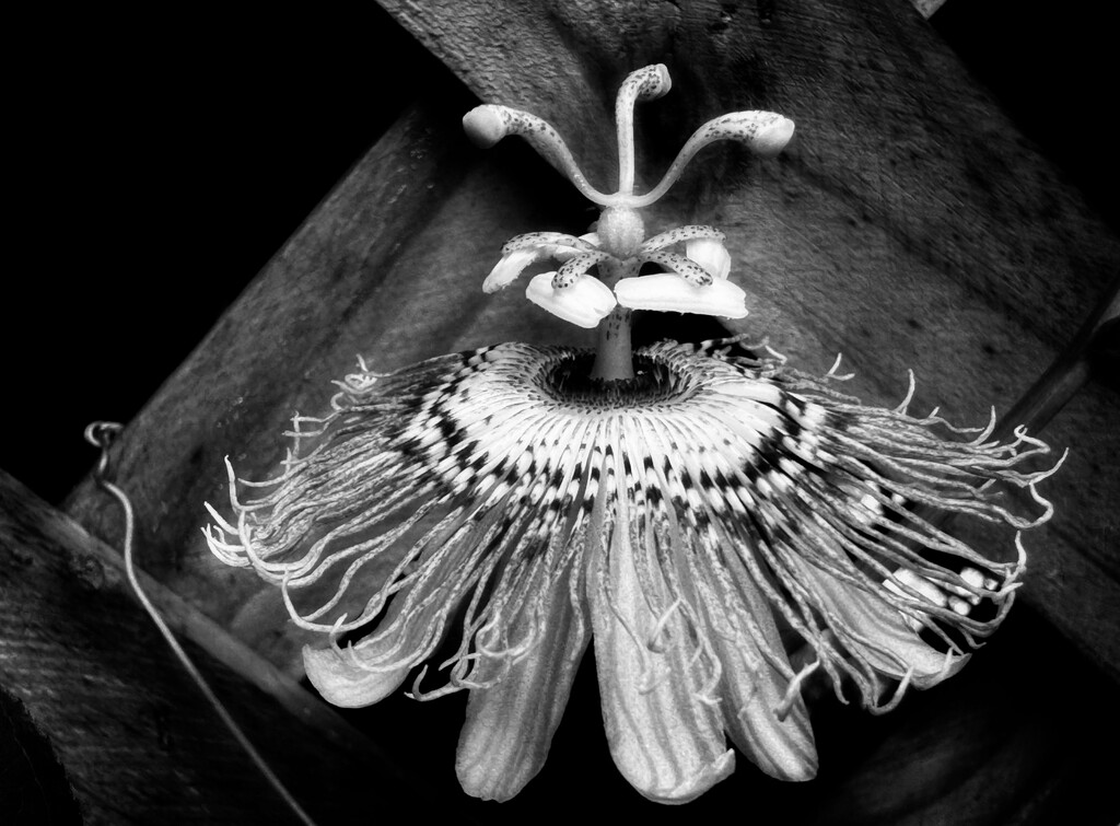 Passiflora incarnata... by marlboromaam