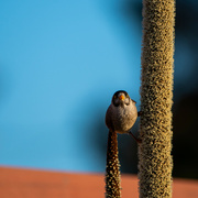 12th Aug 2024 - Honeyeater on the Tree Grass Flower