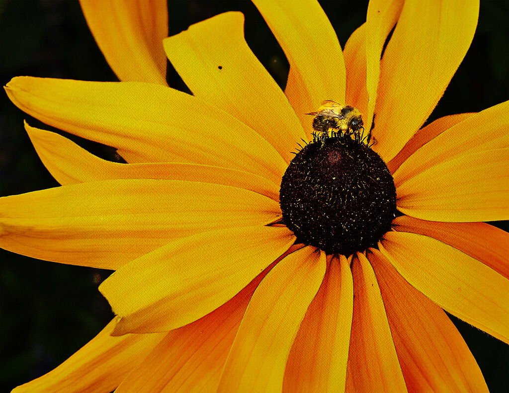 Big Flower, Small Bee by gardencat