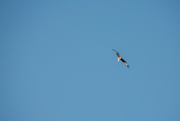 11th Aug 2024 - A Distant Kite