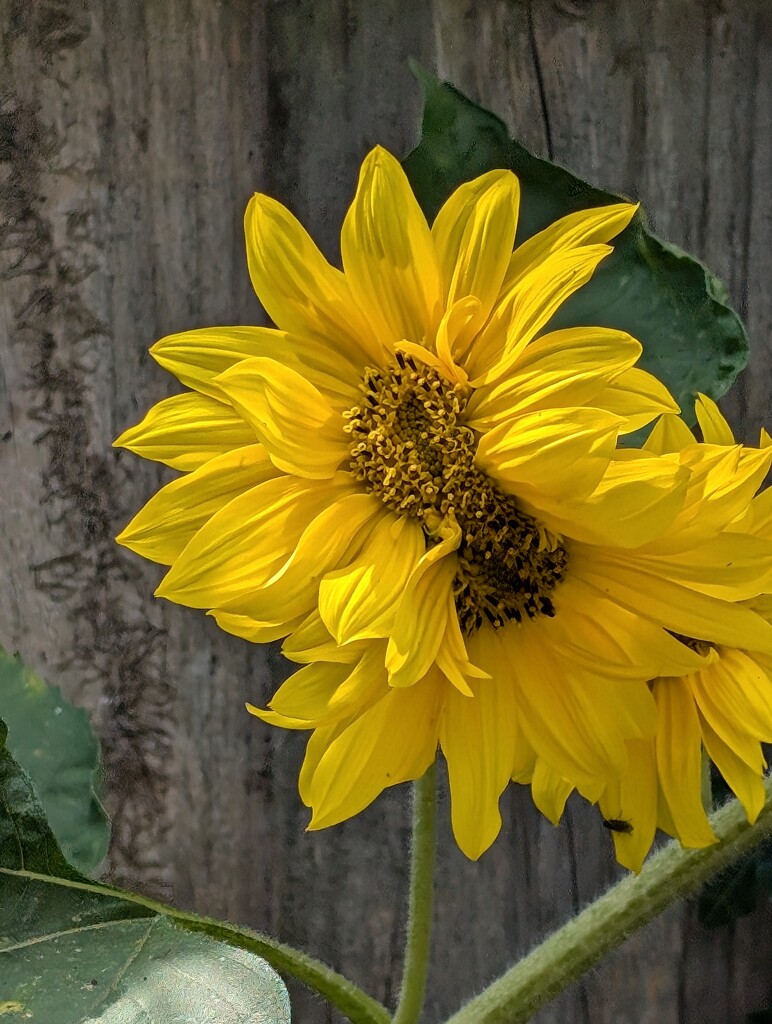 SUNFLOWER. by derekskinner