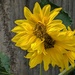 SUNFLOWER. by derekskinner