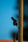 3rd Aug 2024 - Honeyeater on Grass Tree Flower