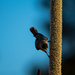 Honeyeater on Grass Tree Flower by nannasgotitgoingon