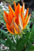 12th Aug 2024 - A closing orange Gazania.