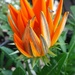 A closing orange Gazania. by grace55