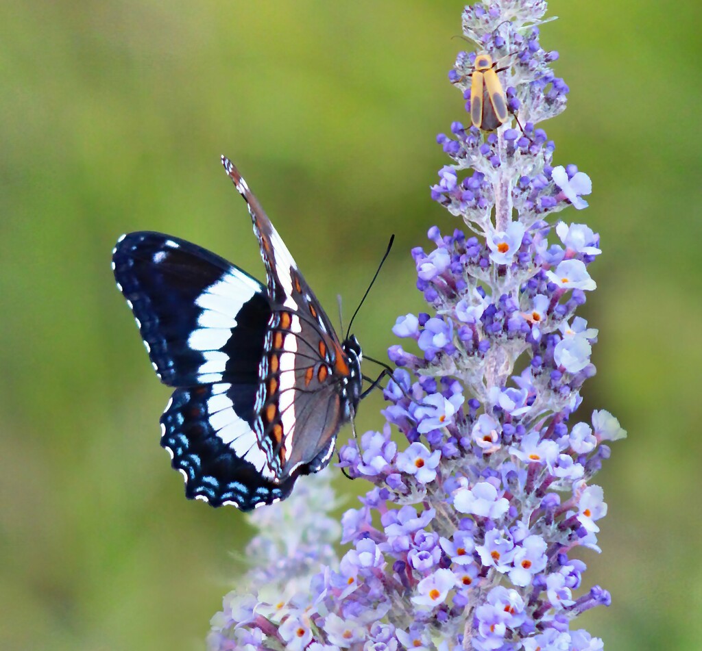 Butterfly On A Butterfly Bush by paintdipper