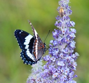 12th Aug 2024 - Butterfly On A Butterfly Bush