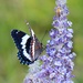 Butterfly On A Butterfly Bush by paintdipper