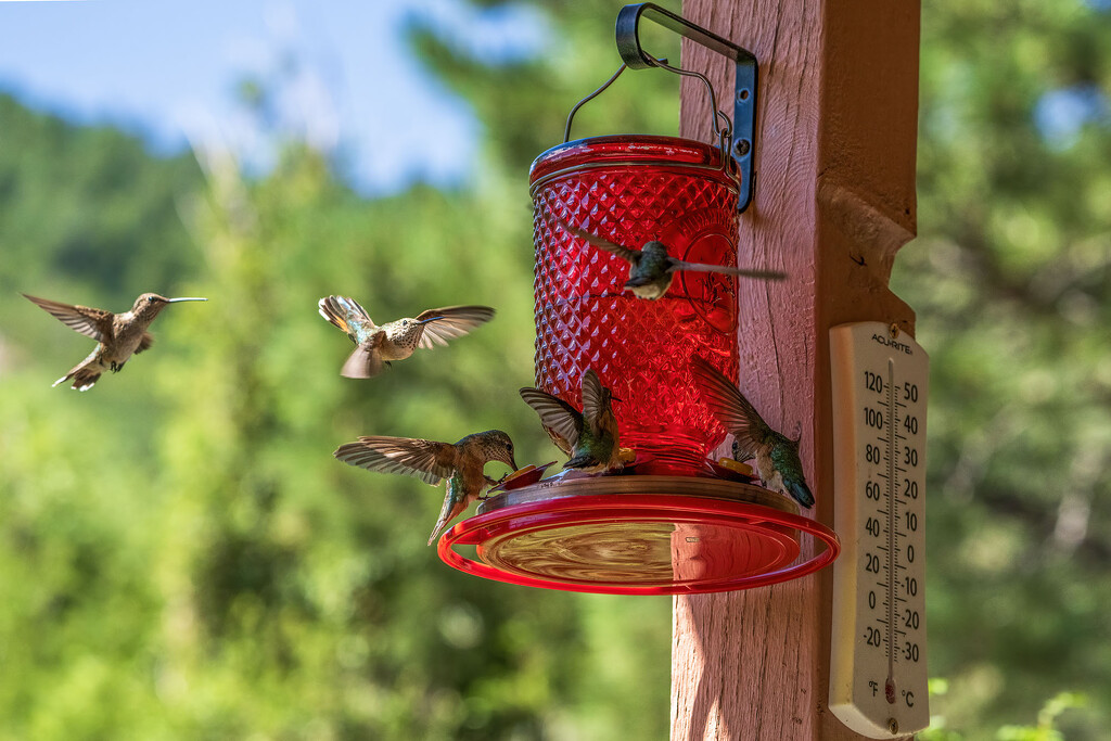 Day 6: Feeding Frenzy by kvphoto