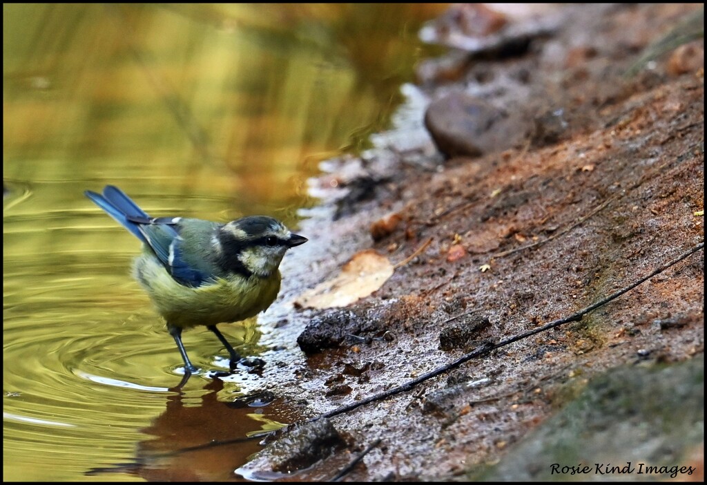 Having a quick paddle by rosiekind