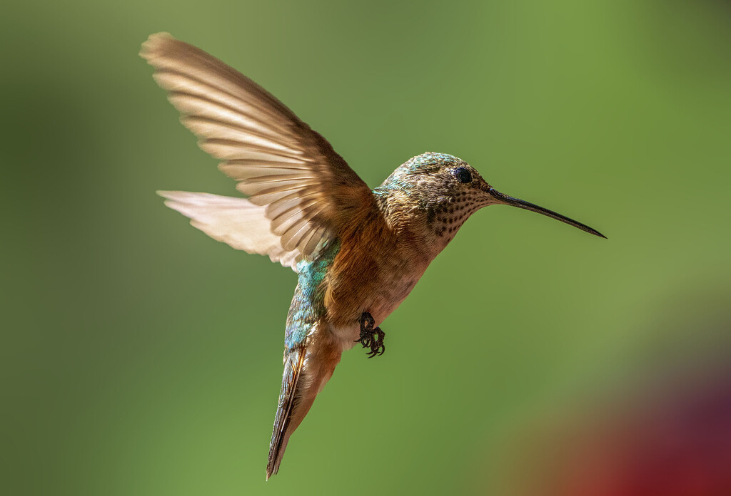 Rufous Hummingbird by kvphoto