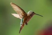 11th Aug 2024 - Rufous Hummingbird