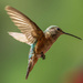 Rufous Hummingbird by kvphoto