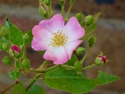 12th Aug 2024 - Solitary rose