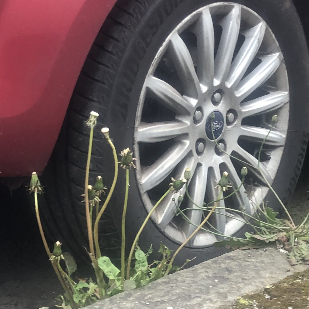 Dandelions by the wheel  by sleepingexplorer