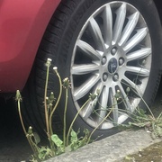 2nd May 2024 - Dandelions by the wheel 