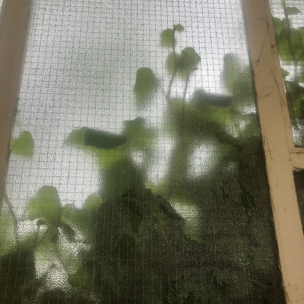 Ivy through the glass  by sleepingexplorer