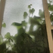 4th May 2024 - Ivy through the glass 