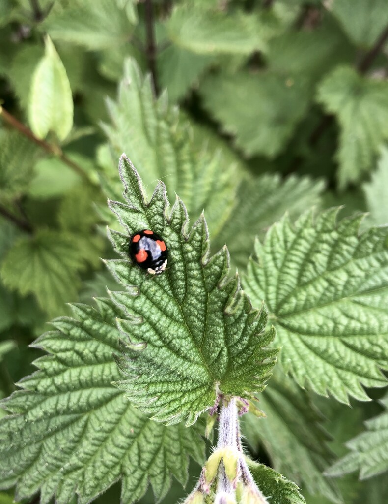 Nettle and ladybird by sleepingexplorer