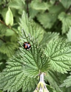 7th May 2024 - Nettle and ladybird