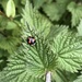 Nettle and ladybird by sleepingexplorer