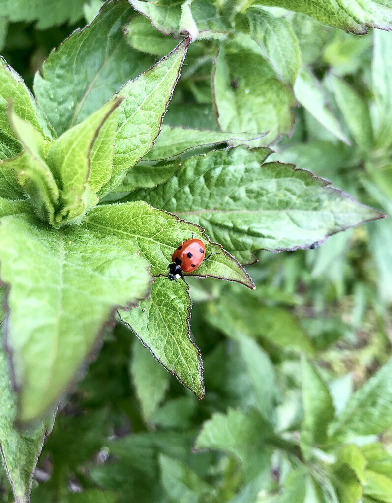 Another ladybird  by sleepingexplorer