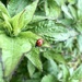 Another ladybird  by sleepingexplorer