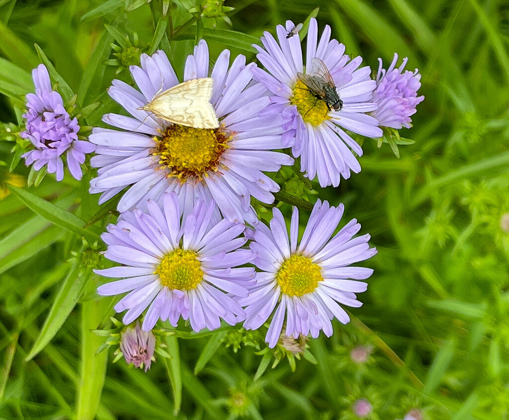 New York Aster by lifeat60degrees