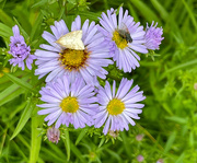 12th Aug 2024 - New York Aster