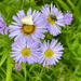 New York Aster by lifeat60degrees