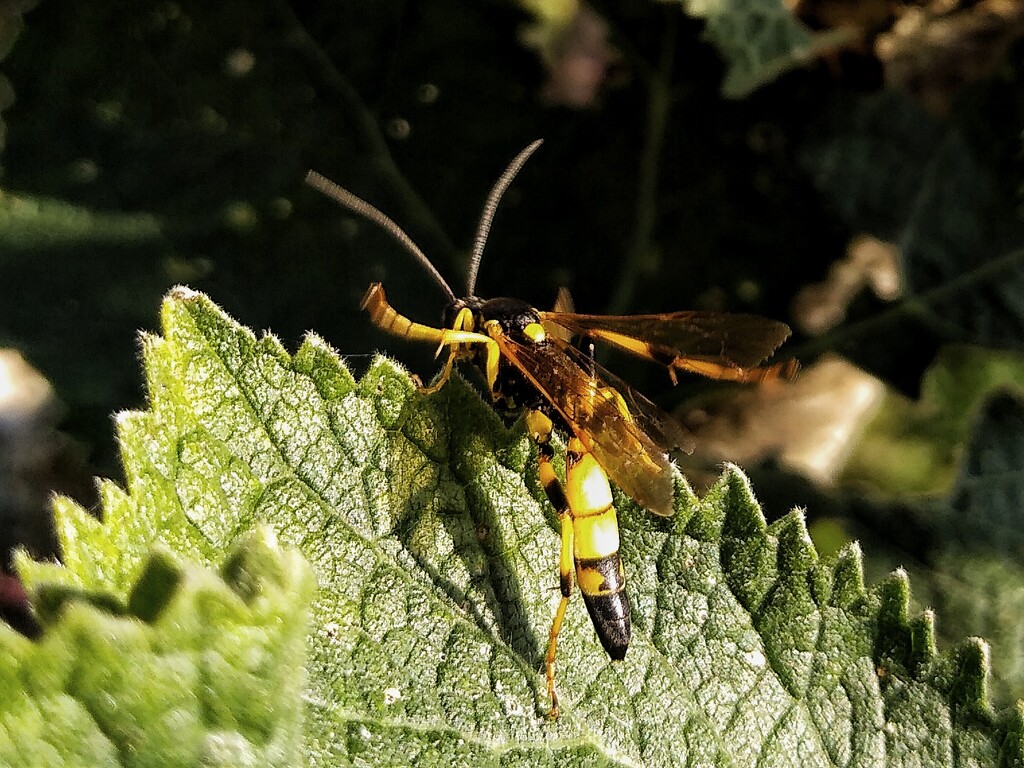 Ichneumon Wasp by 30pics4jackiesdiamond