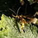 Ichneumon Wasp by 30pics4jackiesdiamond