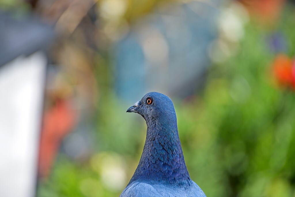 Bird Eye View by billyboy