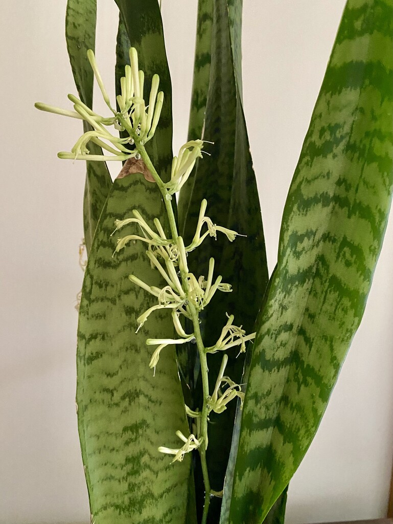 Snake plant with flowers by mtb24