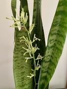 12th Aug 2024 - Snake plant with flowers