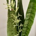 Snake plant with flowers by mtb24