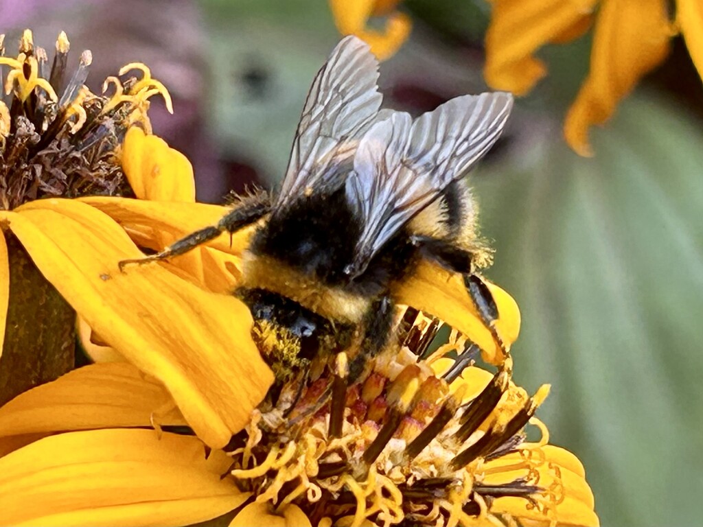 Busy Bee by phil_sandford