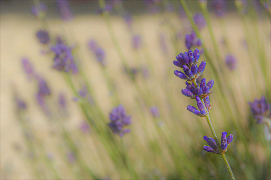 Soft Lavender by hannahcallier