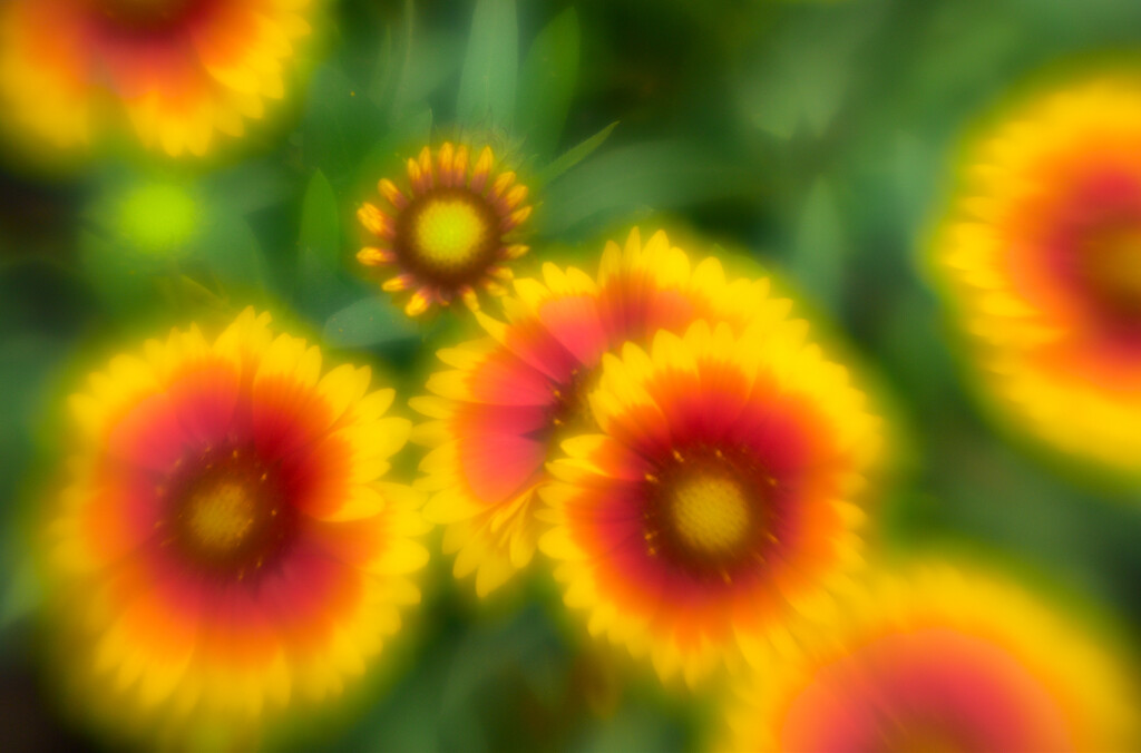 Indian Blanket by tiaj1402