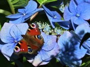 12th Aug 2024 - Butterfly Monday 