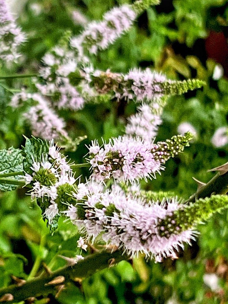 Mint Flowers  by rensala